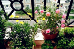 <b>室內(nèi)風(fēng)水適合擺放什么植物？</b>
